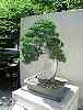 bonsai5.jpg